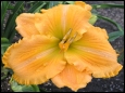 Electric Apricot