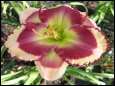 Piney Woods Bold Eye