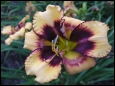 Mary Gould