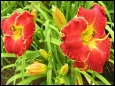 Mount Herman Red Blaze