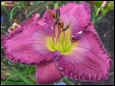 Violet Blue Fascination